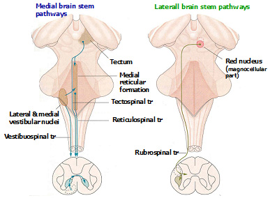spinal (bulbospinal) tracts