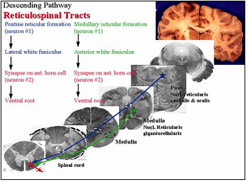 Medial(pontine) Reticulospinal Trace
